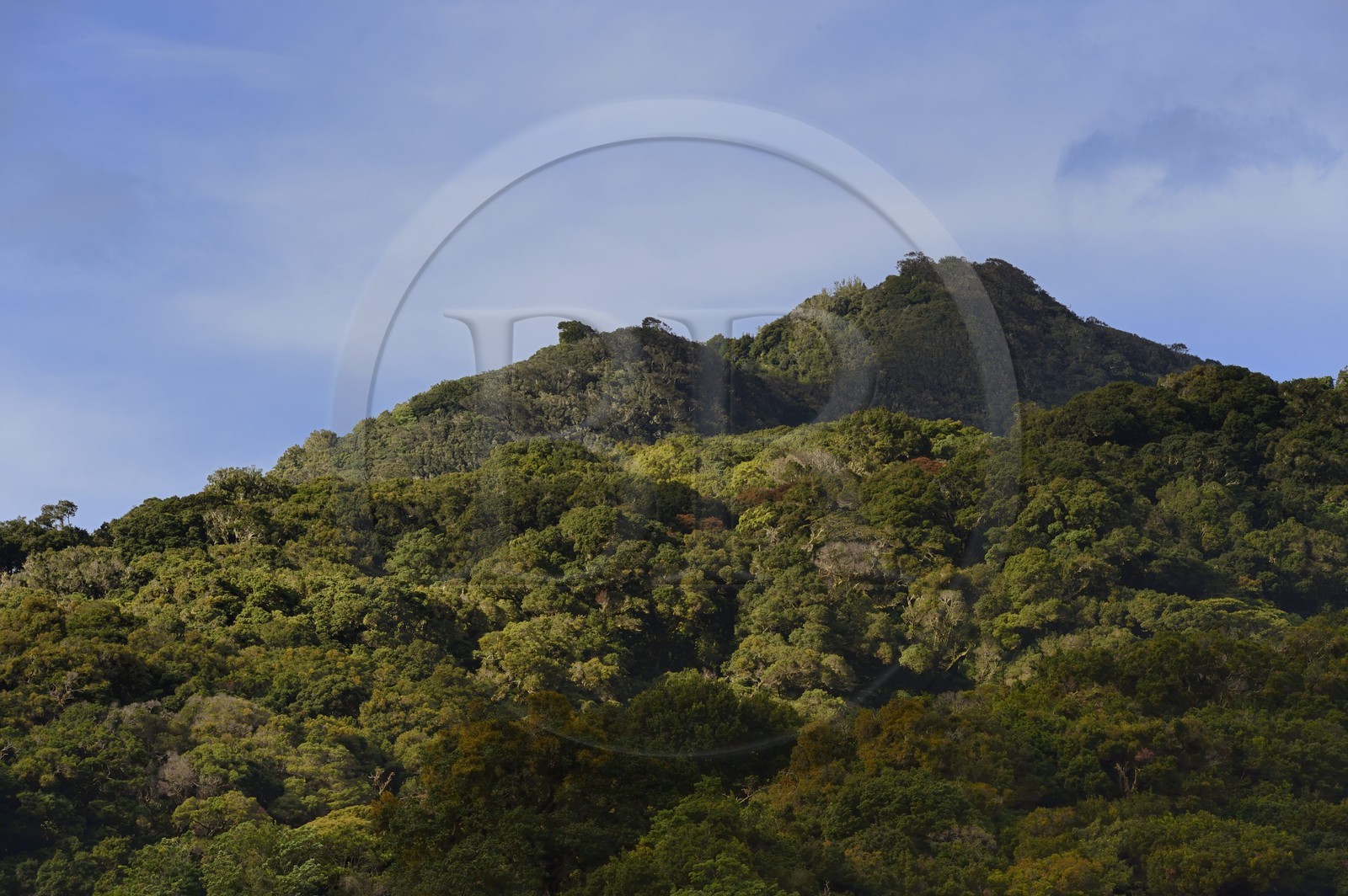 Panama, province de Chiriqui, Boquete, les pentes du volcan Baru, parc national