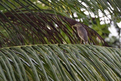Sri Lanka, Province de l'Ouest, canal hollandais (Hamilton Canal) entre Colombo et Negombo vers Uswetakeiyawa, Crabier de Gray (Ardeola grayii)