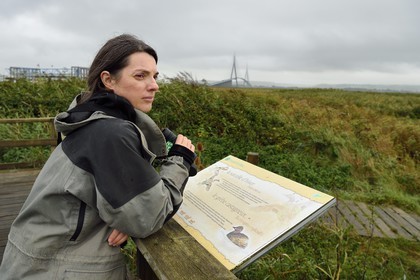 France, Seine-Maritime (76), Réserve Naturelle de l'estuaire de la Seine et pont de Normandie, Stephanie Reymann de la Maison de l'Estuaire sur le sentier de découverte au coeur de la roselière
