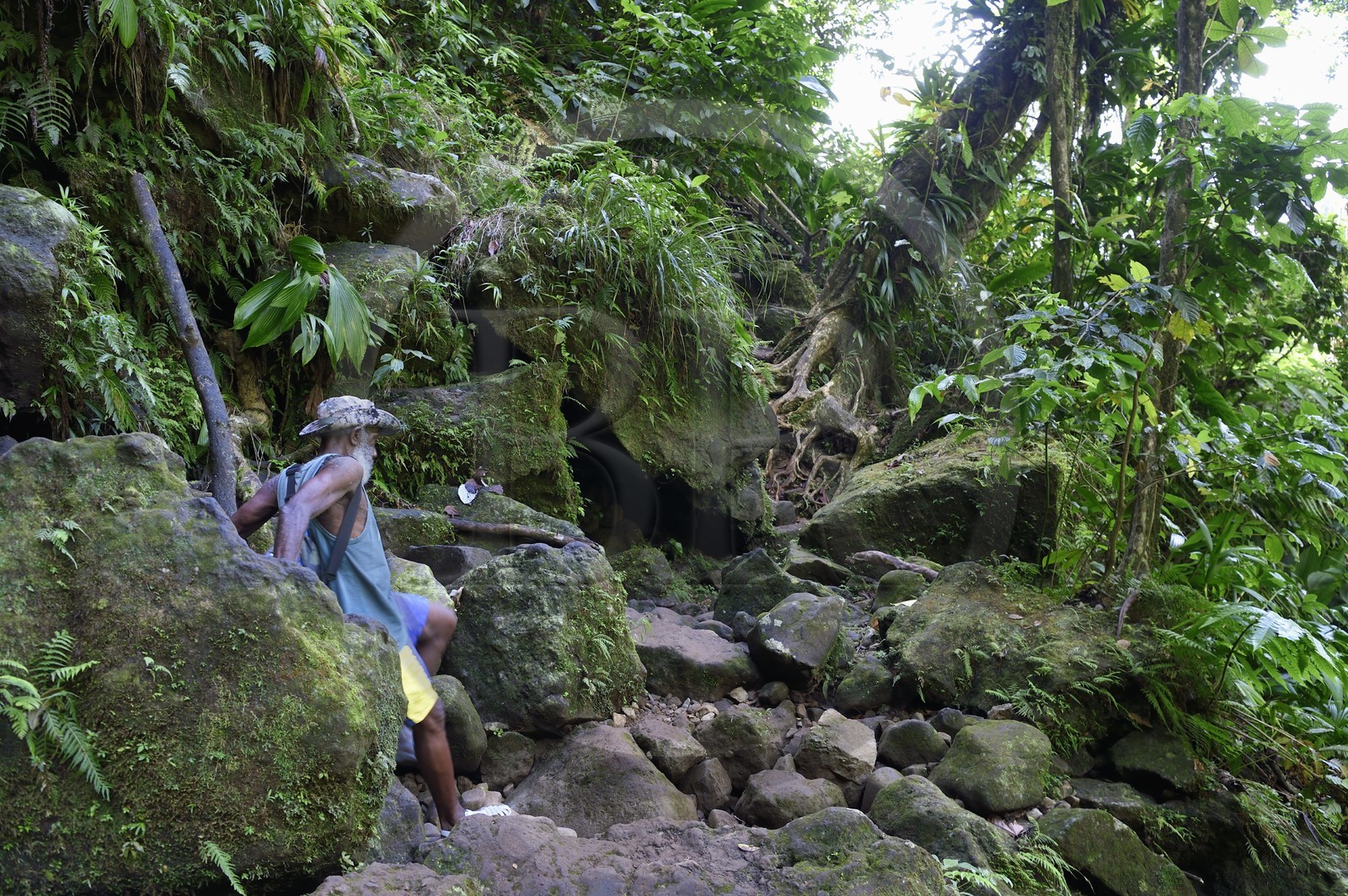 Caraïbes, Ile de la Dominique, Parc national du Morne Trois Pitons classé Patrimoine Mondial de l'UNESCO, randonnée au cœur de la forêt tropicale menant à la cascade des Middleham Falls, sentier de randonnée Waitukubuli qui traverse l’ile