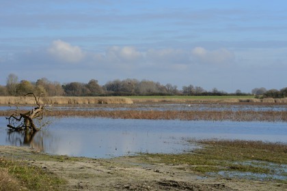 France, Indre (36), le Berry, parc naturel régional de la Brenne, l'étang Purais