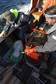 Suède, Västra Götaland, Iles Koster, sortie en mer pour récupérer les casiers à homards, on trouve souvent du crabe dans les casiers