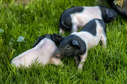 France, Pyrénées-Atlantiques (64), Pays-Basque, vallée des Aldudes, élevage en plein air Pierre Oteiza de porcs basques de race pie noir pour la production du jambon Kintoa AOC, porcelets