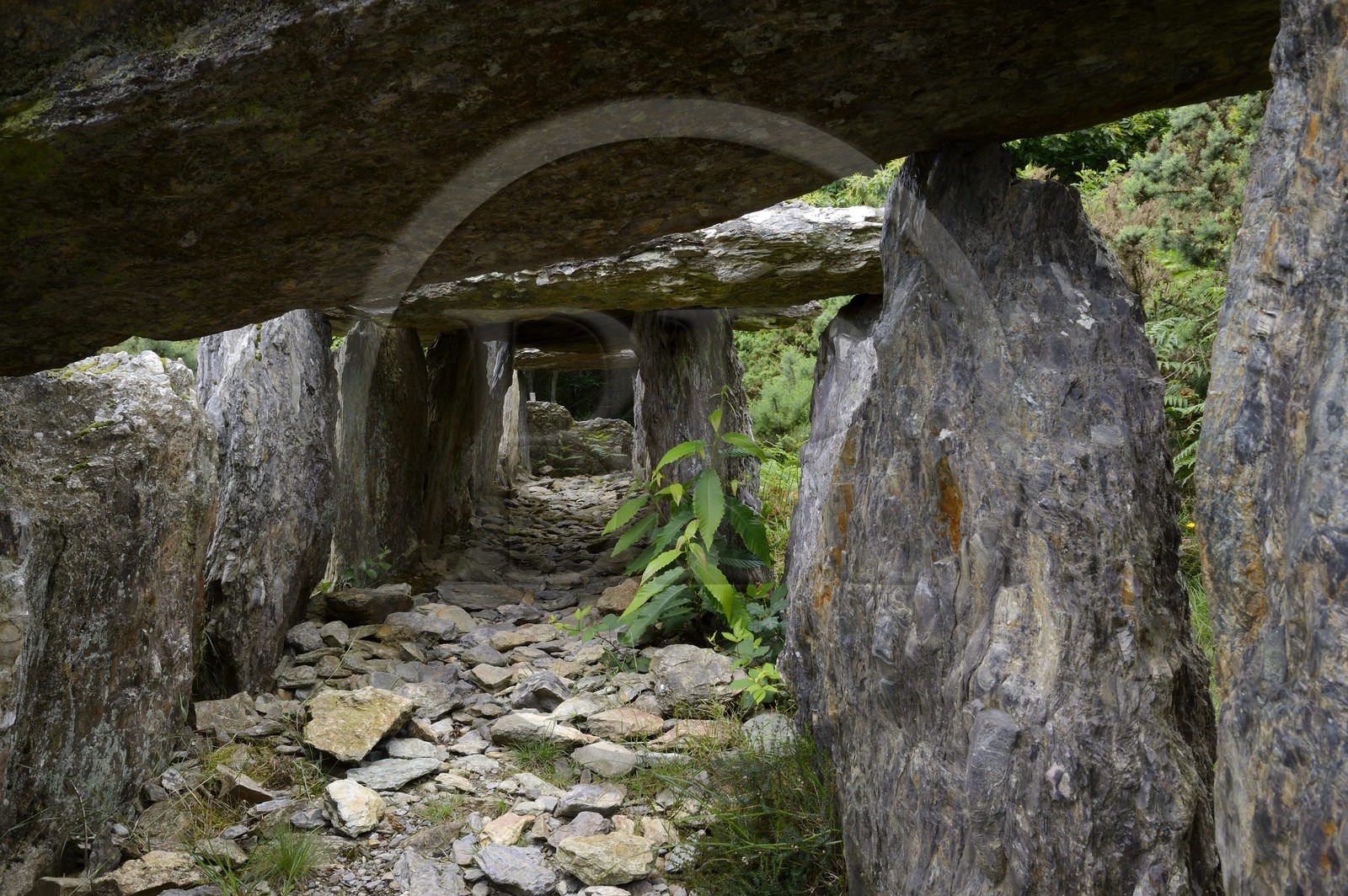 France, Ille-et-Vilaine, Saint-Just, megalithic monuments of the Lande de Cojoux, dolmen, grave with side entry of Treal