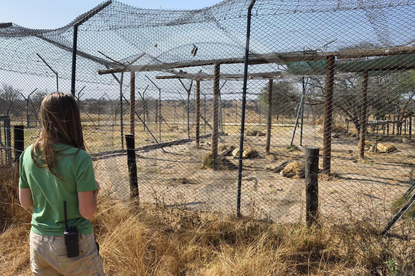 Zimbabwe, Midlands Province, Gweru, Antelope Park home to ALERT (African Lion and Environmental Research Trust), enclosure of lions that can not be released into the wild