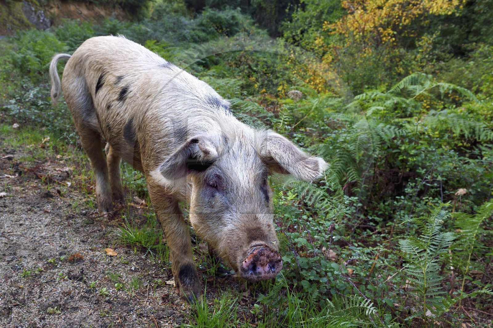 France, Corse du Sud, Prunelli river valley, Bastelica, Duroc pig left free