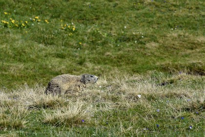 France, Alpes-de-Haute-Provence (04), Uvernet-Fours, parc national du Mercantour, vallée de l'Ubaye, col de la Cayolle (2326 m), marmotte des Alpes (Marmota marmota) sur la pelouse alpine