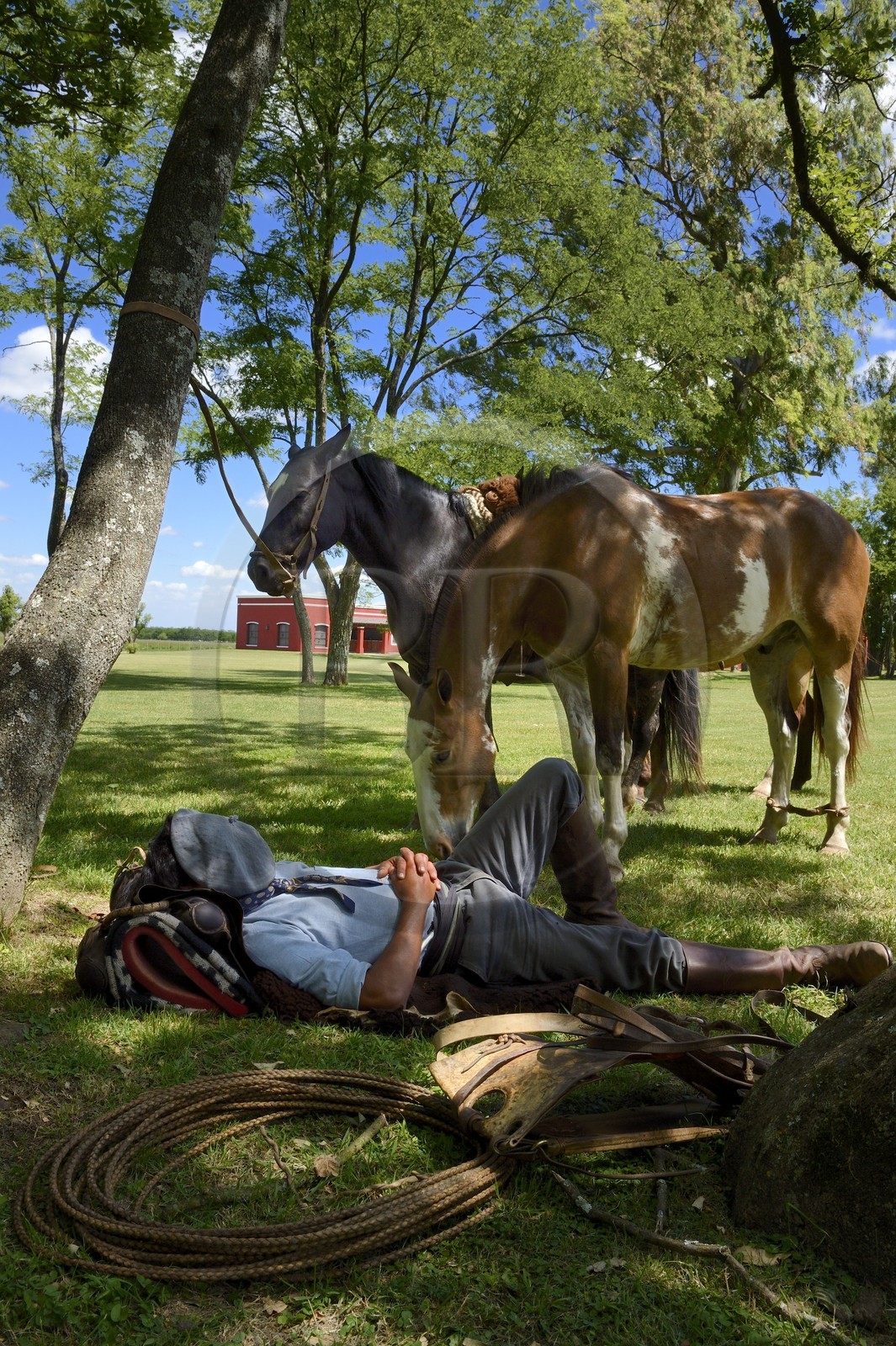 Argentine, province de Buenos Aires, San Antonio de Areco, estancia La Bamba de Areco, gaucho faisant une sieste au campement