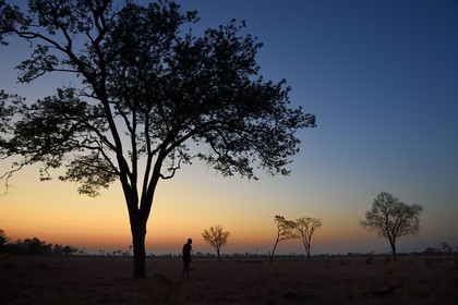 Zimbabwe, province de Matabeleland septentrional, parc national Hwange, Wilderness Safaris Davison's Camp, lever de soleil sur la savane