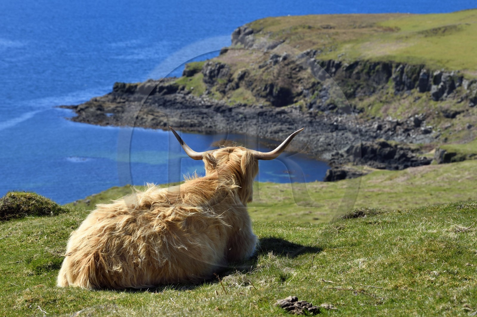 United Kingdom, Scotland, Highland, Inner Hebrides, Isle of Mull, Highland cow