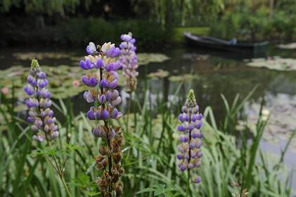 France, Eure (27), Giverny, le jardin de Claude Monet, le Jardin d'Eau