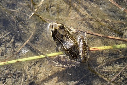 France, Hautes Pyrenees, Saint Lary Soulan, Neouvielle National Nature Reserve, Neouvielle lakes hike, Les Laquettes small lakes, frog