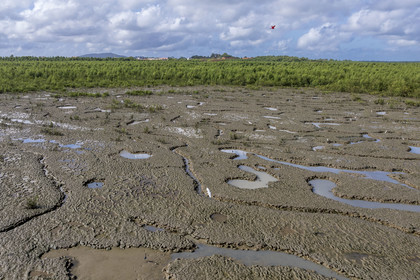 France, Guyane, Cayenne, la mangrove a pris position sur les bancs d'alluvions entrainés des montagnes des Andes par le fleuve Amazone et entoure la totalité de la presqu'île de Cayenne, dans une période cyclique future elle disparaitra complétement pour à nouveau laisser place à la mer, ibis rouge en vol (vue aérienne)