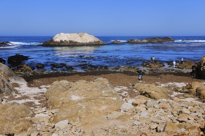 United States, California, 17 Mile Drive, Bird Rock at Spanish Bay