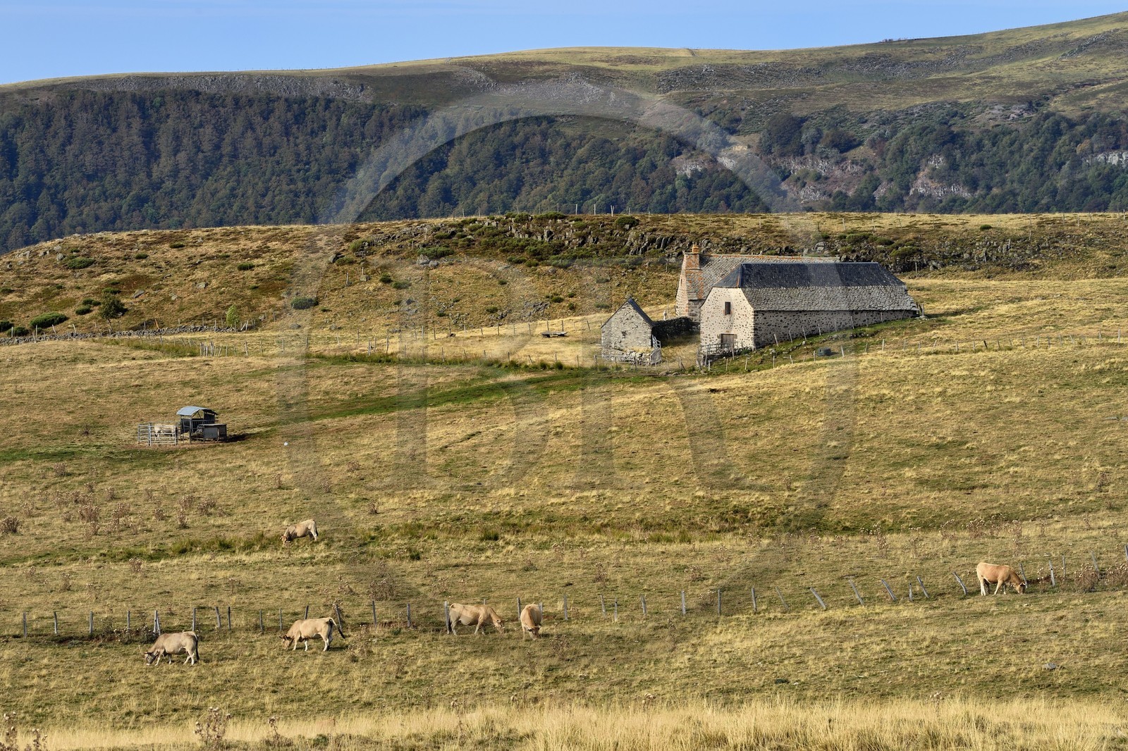 France, Cantal (15), Parc Naturel Régional des Volcans d’Auvergne, vallée de Brezons, estives en altitude