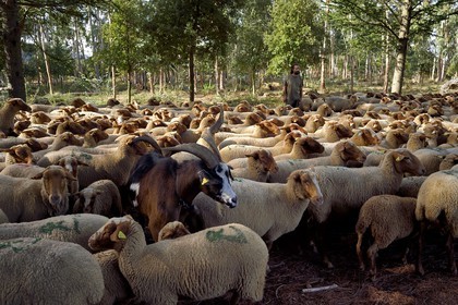 France, Var (83), Massif des Maures, Collobrières, plateau Lambert, le berger Laurent Ripert entouré de ses 400 moutons mourérous