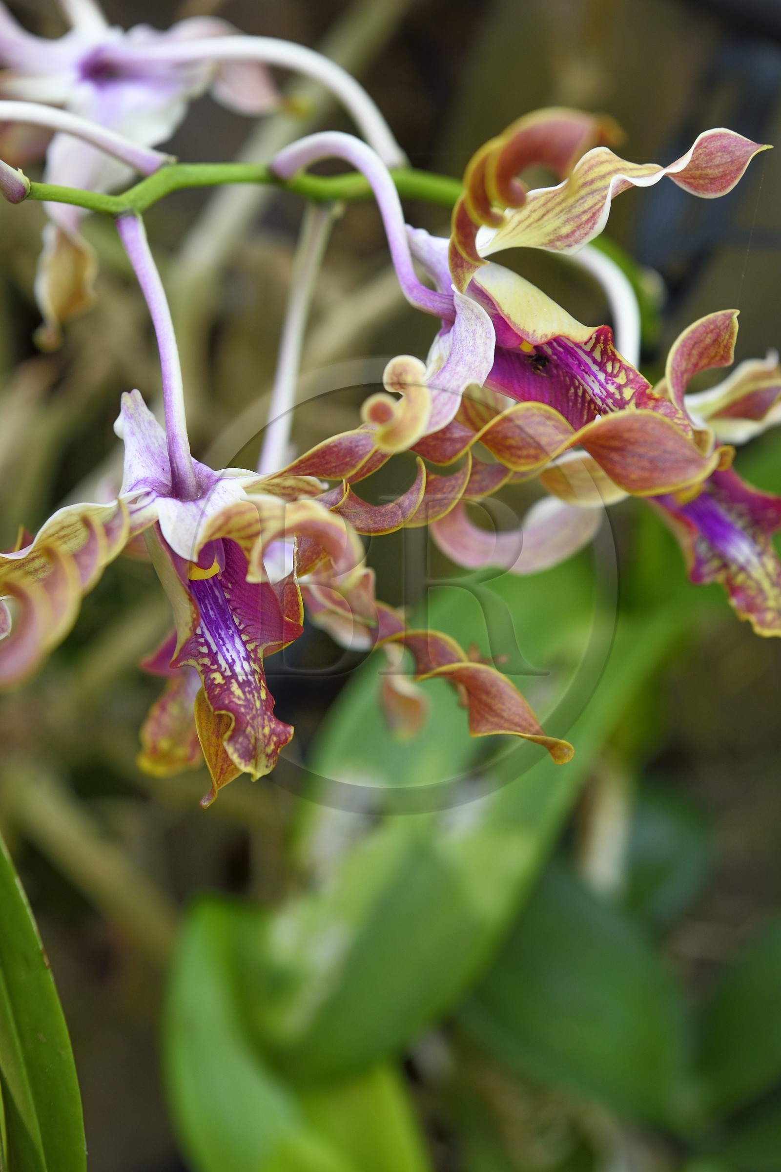 France, Ile de la Reunion, Petite-Ile, jardin tropical, orchidée