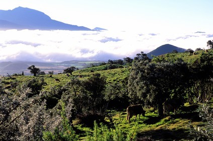 France, île de la Réunion, la plaine des Cafres, pâturage et Piton des Neiges, classé Patrimoine Mondial de l'UNESCO au loin