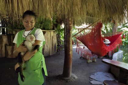 Nicaragua, Lac Nicaragua, Las Isletas de Granada, isla Zopango, sieste dans un hamac et Capucin moine (Cebus capucinus) Nicaragua, Nicaragua lake, Las Isletas de Granada, isla Zopango, nap in a hammock and white-headed capuchin (Cebus capucinus)