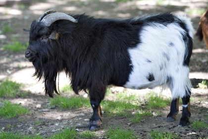 France, Dordogne (24), Perigord Noir, vallée de la Vézère, Thonac, Le Thot, chèvre dans la mini ferme