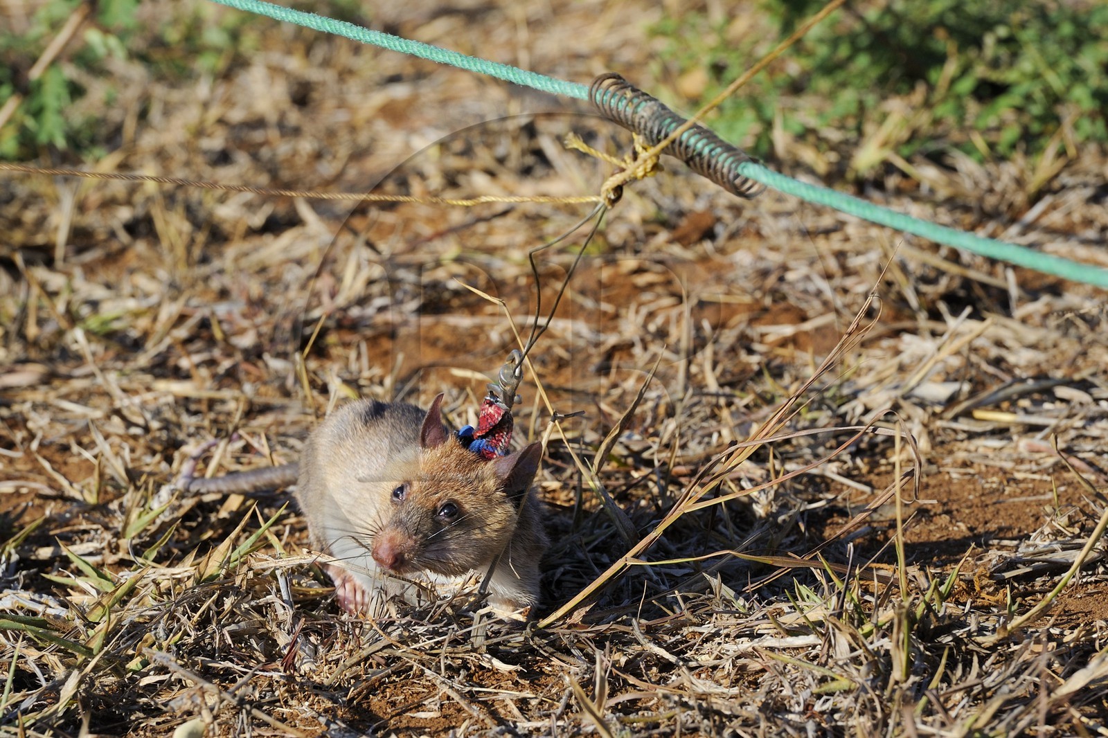 Tanzania, university of Morogoro, the Apopo detection rat technology for mines, rat trainig for detection of TNT on the field