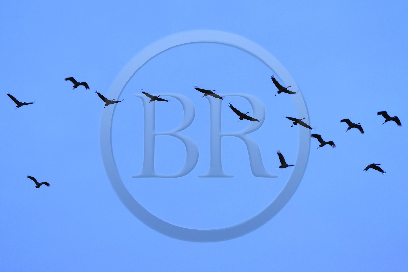 France, Indre, Berry, Parc Naturel Regional de la Brenne (Natural Regional Park of La Brenne), Rosnay, Red Sea pond (etang de la Mer Rouge), Common Crane (Grus grus), flight at sunset