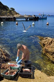 France, Var (83), Iles d'Hyères, Parc national de Port Cros, Ile du Levant, domaine naturiste d'Héliopolis, François qui est naturiste, nettoie les poissons pour le restaurant Le Gambaro dans les rochers qui bordent le port sous le regard très intéressé de goélands