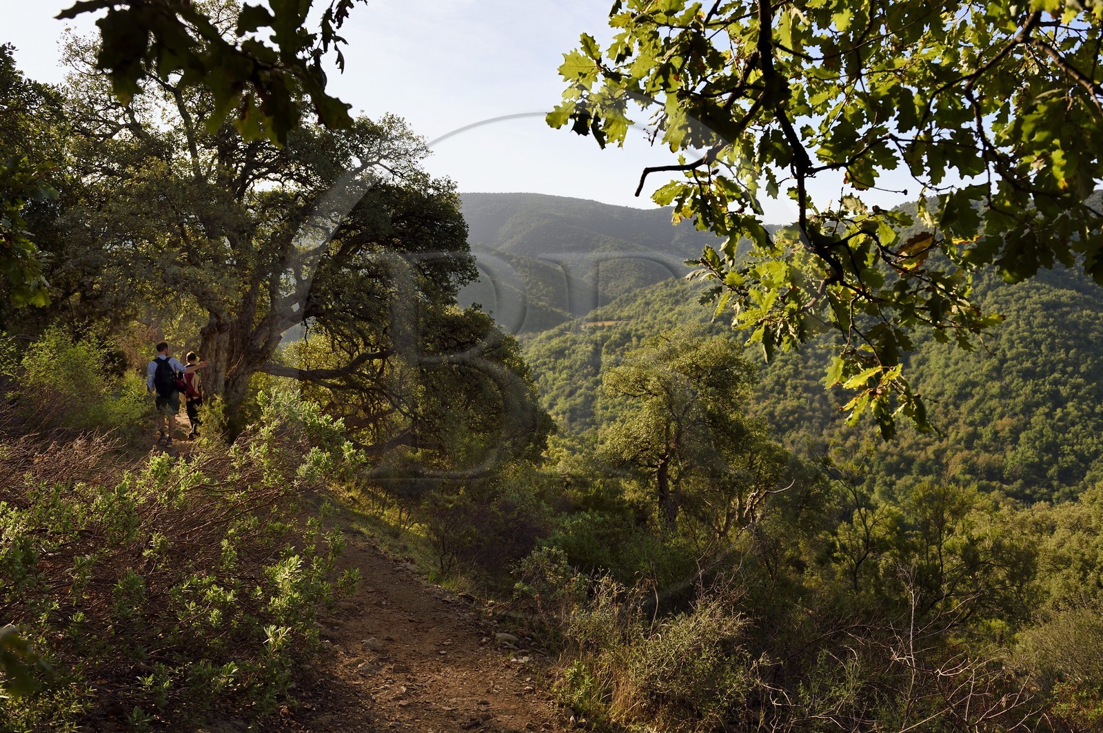 France, Var (83), Massif des Maures, Collobrières, randonnée des Menhirs de Lambert, chêne liège (Quercus suber)