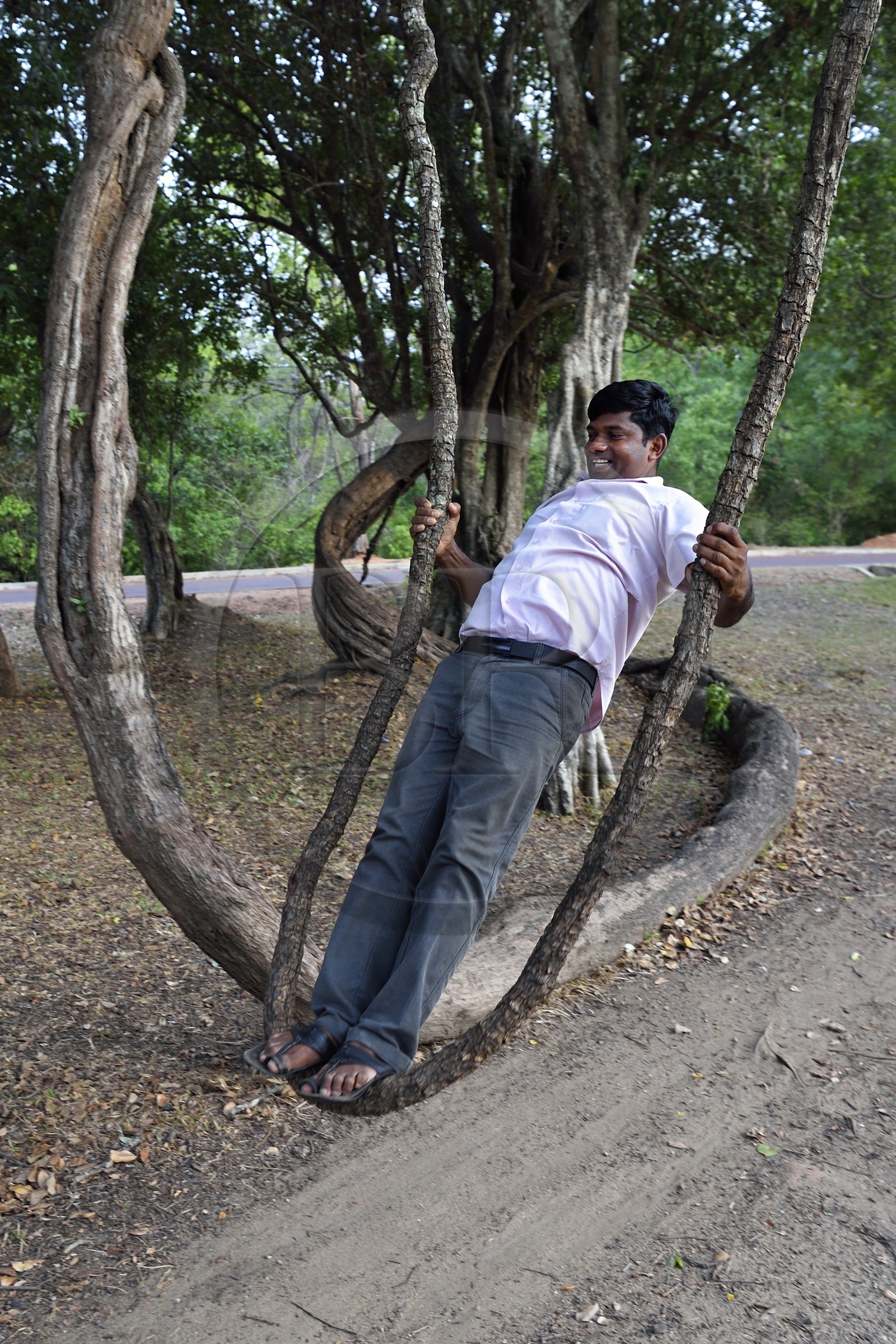 Sri Lanka, province du Centre-Nord, Polonnaruwa, l'ancienne capital du pays (XIe au XIIIe siècle), balançoire naturelle dans une branche liane