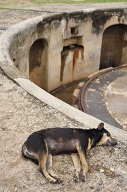 Sri Lanka, Province du Sud, Fort de Galle, classé Patrimoine Mondial de l'UNESCO, chien errant sur les remparts maritimes