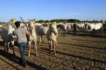 France, Bouches-du-Rhône (13), Parc naturel régional de Camargue, vers l'étang de Malagroy, manade Jacques Mailhan, trie des chevaux de Camargue