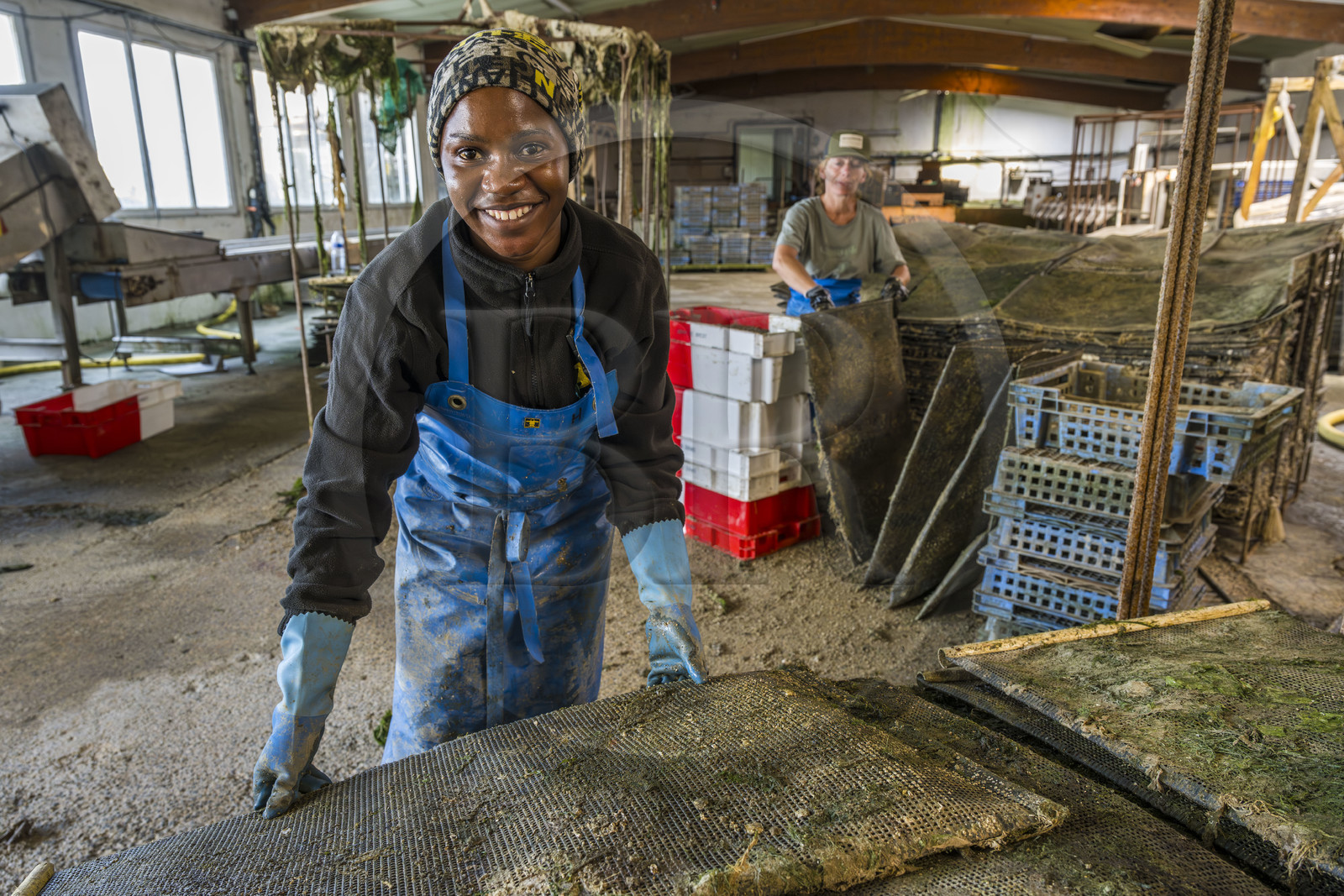 France, Finistère (29), Pays des Abers,  Lannilis, viviers et parc à huitres Prat-Ar-Coum, entreprise ostréicole de la famille d’Yvon Madec sur l'Aber Benoit, Halima, et Catia en arrière plan, travaillent à la mise en poche de la criblure de naissains d’huitres