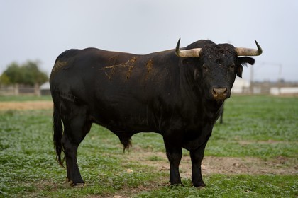 Espagne, Andalousie, province de Séville, Utrera, domaine El Toruno, élevage de taureaux de combat