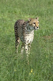 Namibie, Otjiwarongo, Cheetah Conservation Fund, centre de recherche et d'éducation, guépard (Acinonyx jubatus) dans les hautes herbes