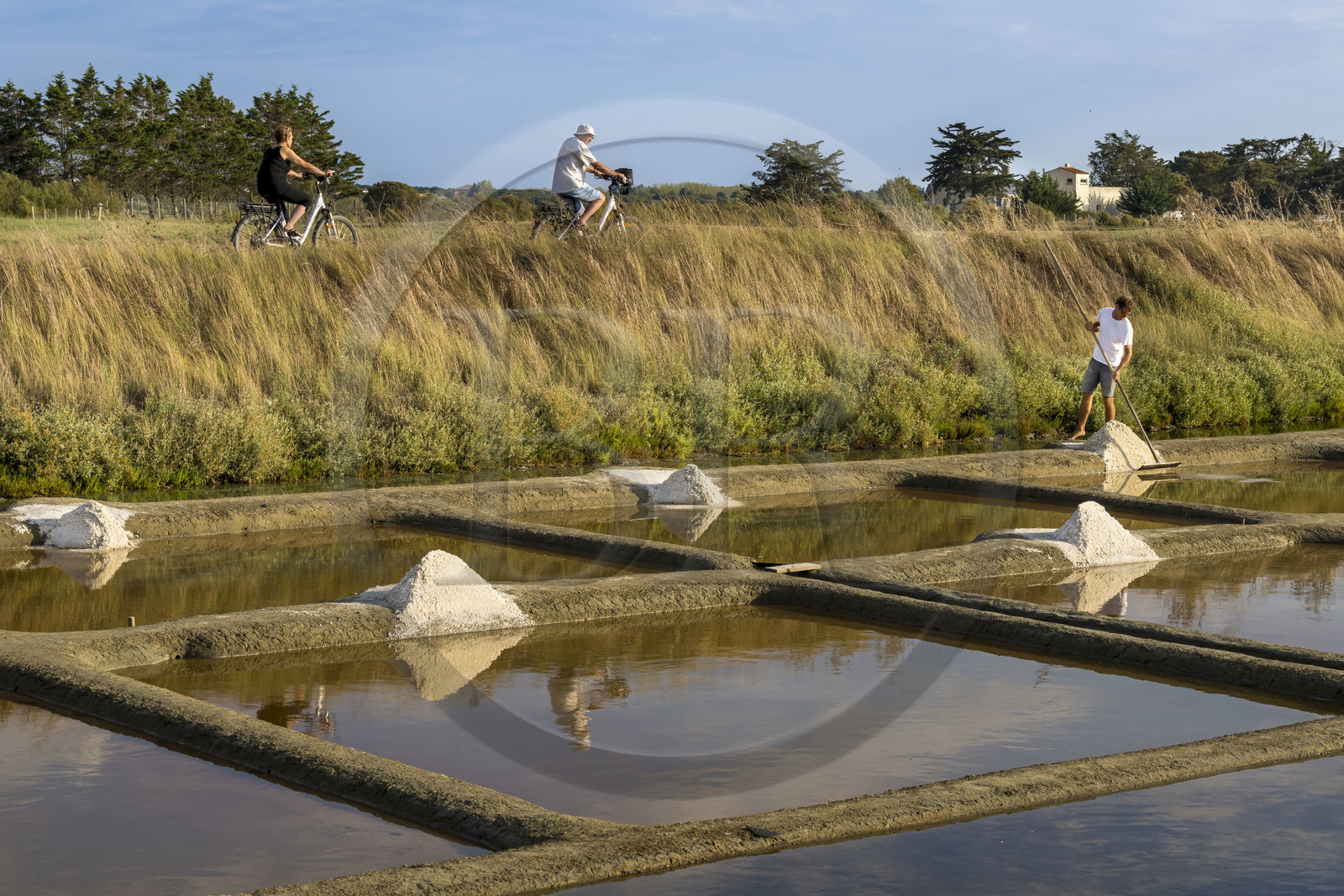 France, Vendée (85), Les-Sables-d'Olonne, les Marais Salants de L'Ile d'Olonne, paludier récoltant le sel dans la salorge de la Vertonne