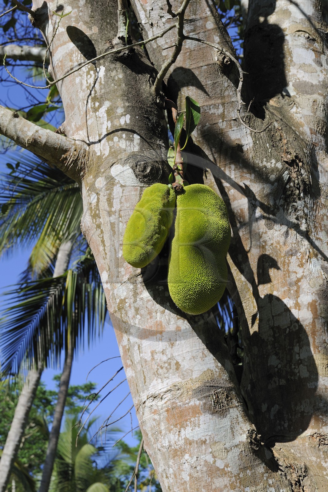Tanzania, Morogoro district, Uluguru mountains, Jackfruit tree with fruit