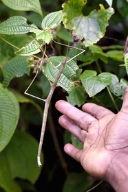 Caraïbes, Ile de la Dominique, Parc national de Morne Diablotin sur le sentier de randonnée Waitukubuli qui traverse l’ile, phasme (Phasmida)