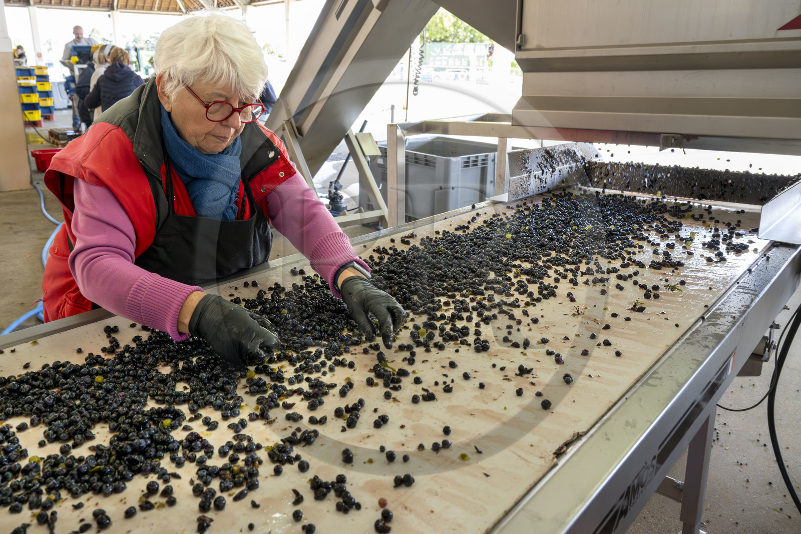 France, Côte-d'Or (21), les climats de Bourgogne classés Patrimoine Mondial de l'UNESCO, Beaune, Cuverie des Hospices de Beaune, trie et éraflage (ou égrappage) mécanique, juste après la vendange et avant de presser le raisin, pour enlever la partie végétale