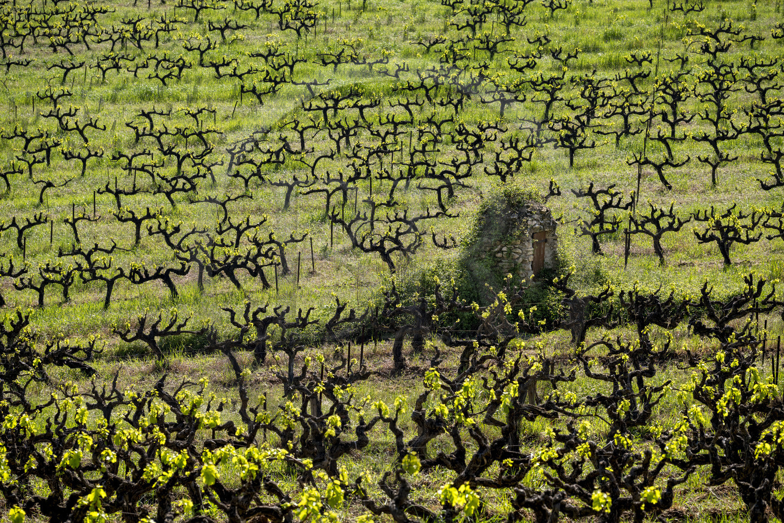 France, Vaucluse, Dentelles de Montmirail mountains, Crestet, vine plants