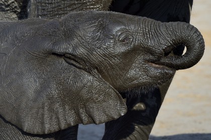 Zimbabwe, province de Matabeleland septentrional, parc national Hwange, jeune éléphant sauvage d'Afrique (Loxodonta africana)
