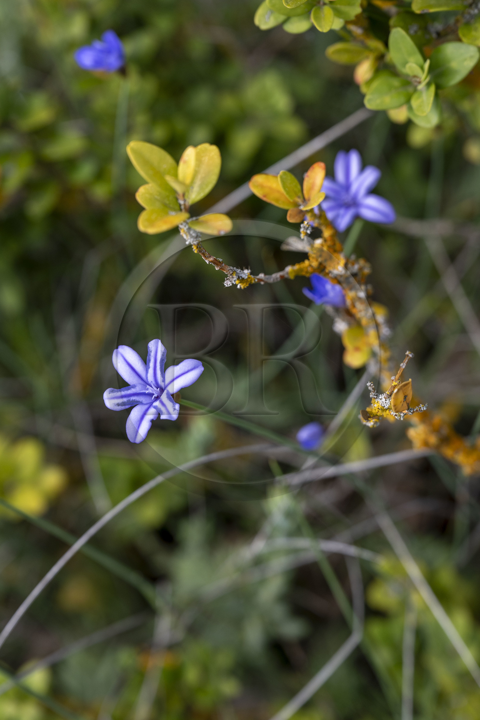 France, Vaucluse (84), Parc naturel régional du Mont Ventoux, Monieux, Gorges de La Nesque, aphyllanthe de Montpellier (Aphyllanthes monspeliensis)