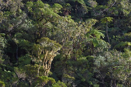 France, Ile de la Reunion, Saint Benoit, Parc national de La Reunion, classé Patrimoine Mondial de l'UNESCO, foret de Bébour