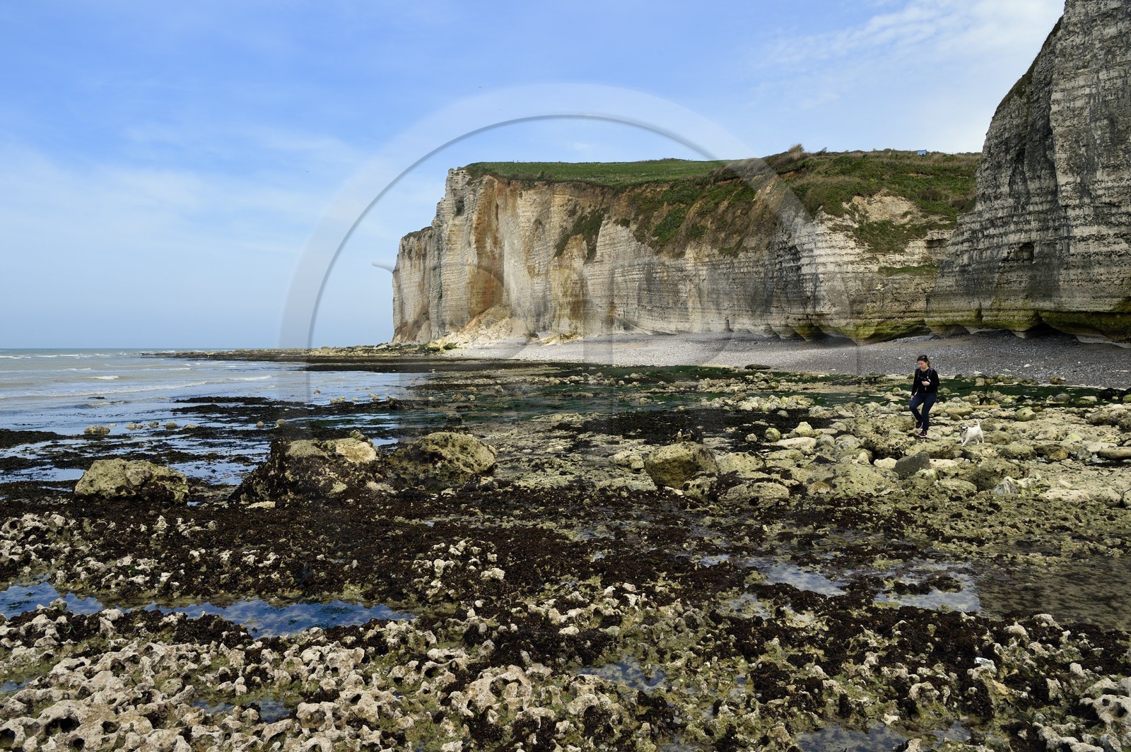 France, Seine-Maritime, Pays de Caux, Alabaster Coast (Cote d'Albatre), between Yport and Etretat, cliff towards Benouville and the beach at low tide