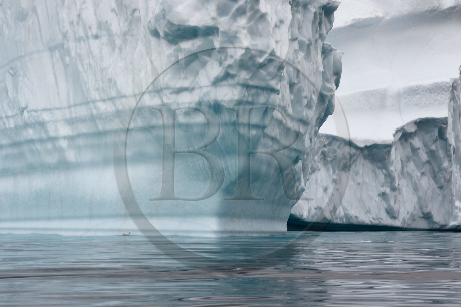 Groenland, cote Nord-Ouest, mer de Baffin, iceberg dans Inglefield Fjord vers Qaanaaq, goéland bourgmestre (Larus hyperboreus)