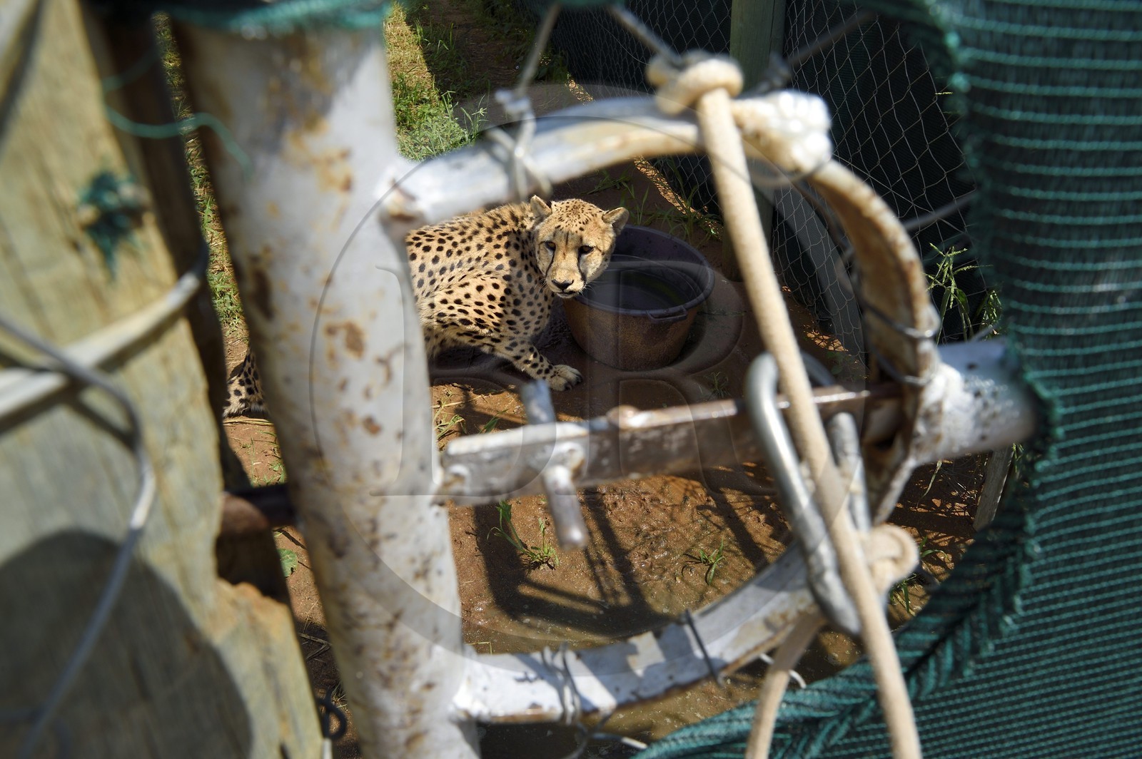 Namibie, Otjiwarongo, Cheetah Conservation Fund, centre de recherche et d'éducation, guépard (Acinonyx jubatus) en captivité temporaire et destiné à être relaché dans le bush