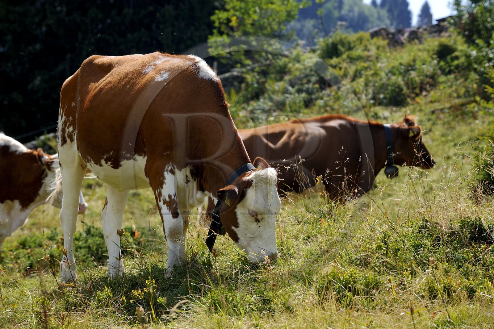 Suisse, Canton de Vaud, Villars sur Ollon, hameau de Bretaye