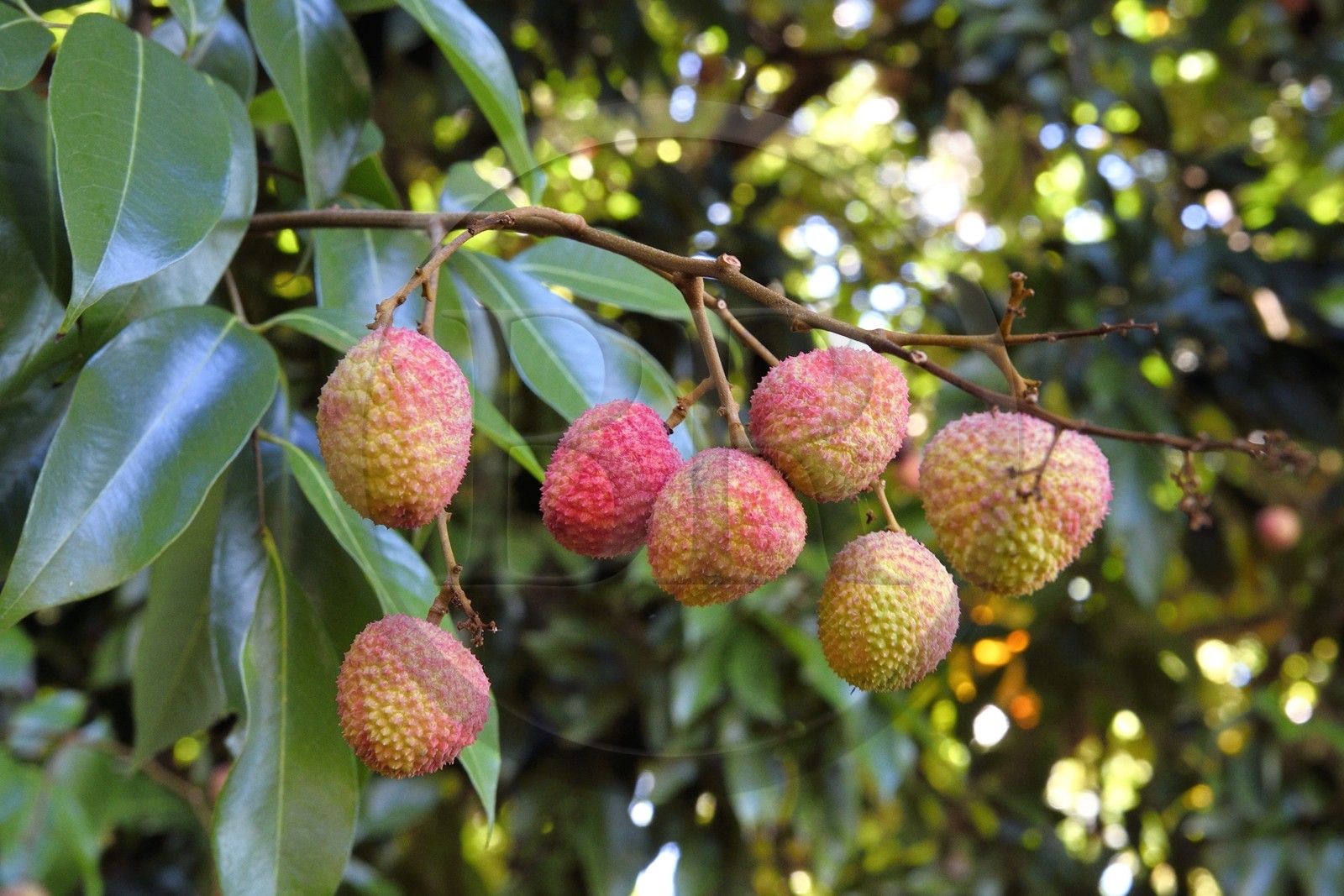 France, Ile de la Reunion, Bérive les Hauts, domaine Isautier Bérive dans les hauts de Saint-Pierre, litchi ou letchi (Litchi chinensis) dans l'arbre