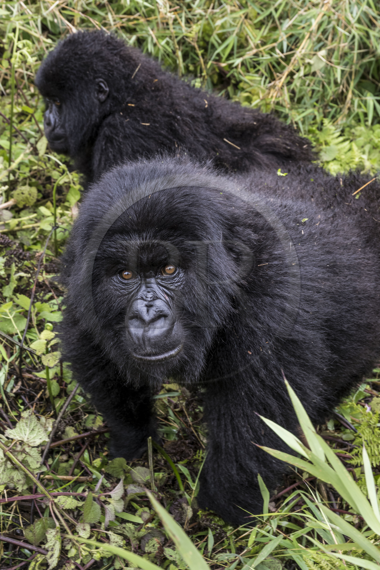 Rwanda, Province du Nord, Parc National des Volcans dans la chaine des Monts Virunga, mont Karisimbi, gorilles des montagnes (Gorilla beringei beringei) du groupe Susa