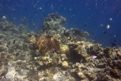 Philippines, Calamian Islands dans le nord de Palawan, Coron Island Natural Biotic Area, récif de corail