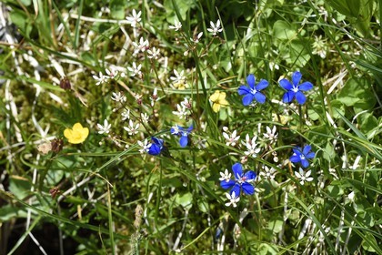 France, Alpes-Maritimes (06), parc national du Mercantour, vallée de la Valmasque, Gentiane de printemps (Gentiana verna)